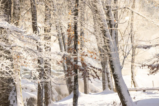Nature Trail and Fox Watching - snowshoe trail_Morzine
