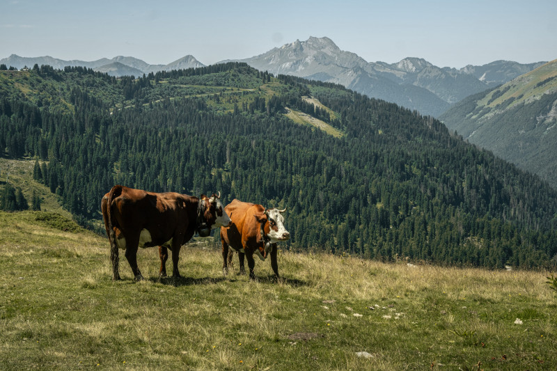 Randonnée pédestre : le Lac Vert depuis la télécabine d'Ardent_Montriond