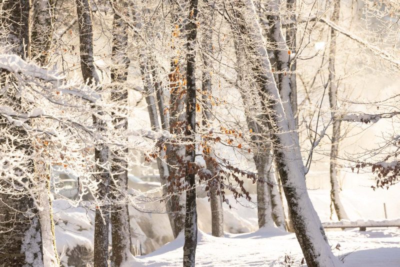 Nature Trail and Fox Watching - snowshoe trail_Morzine