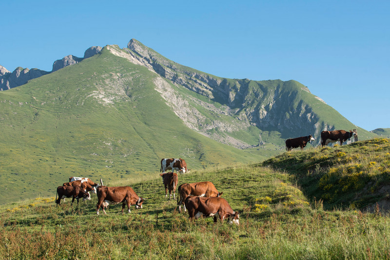 Les vaches en pâturage avec le Roc d'Enfer en arrière plan