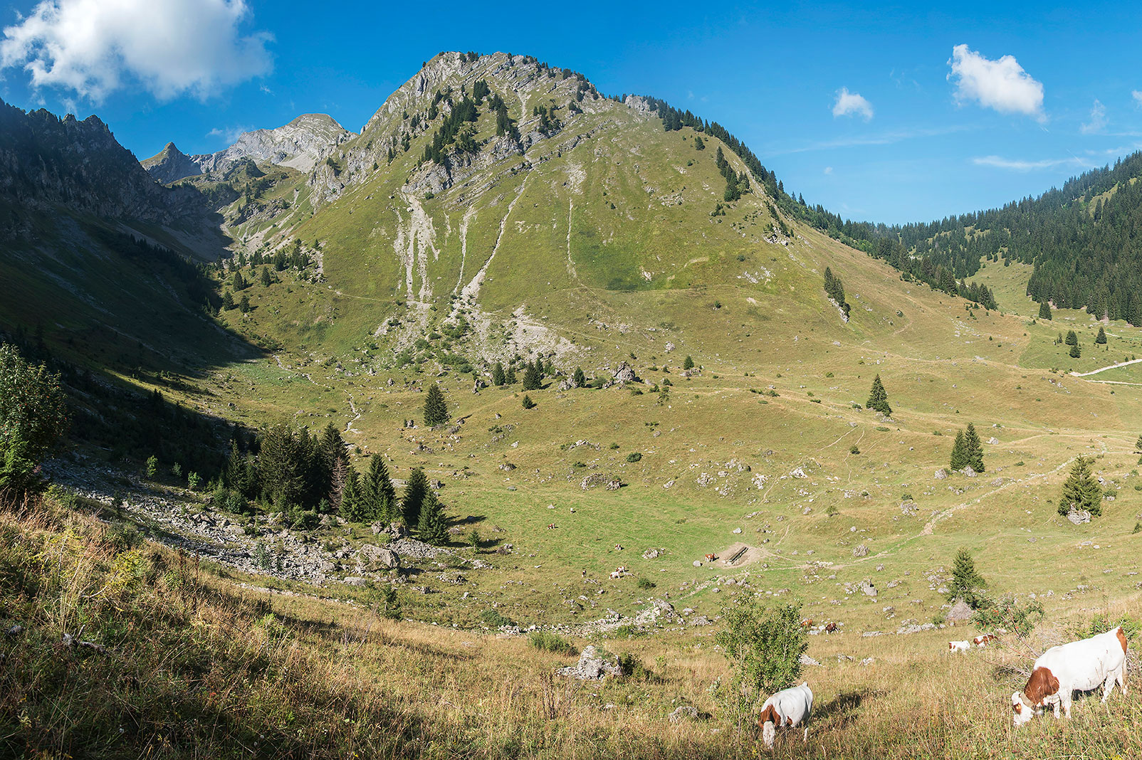 Graydon Alpine Pasture