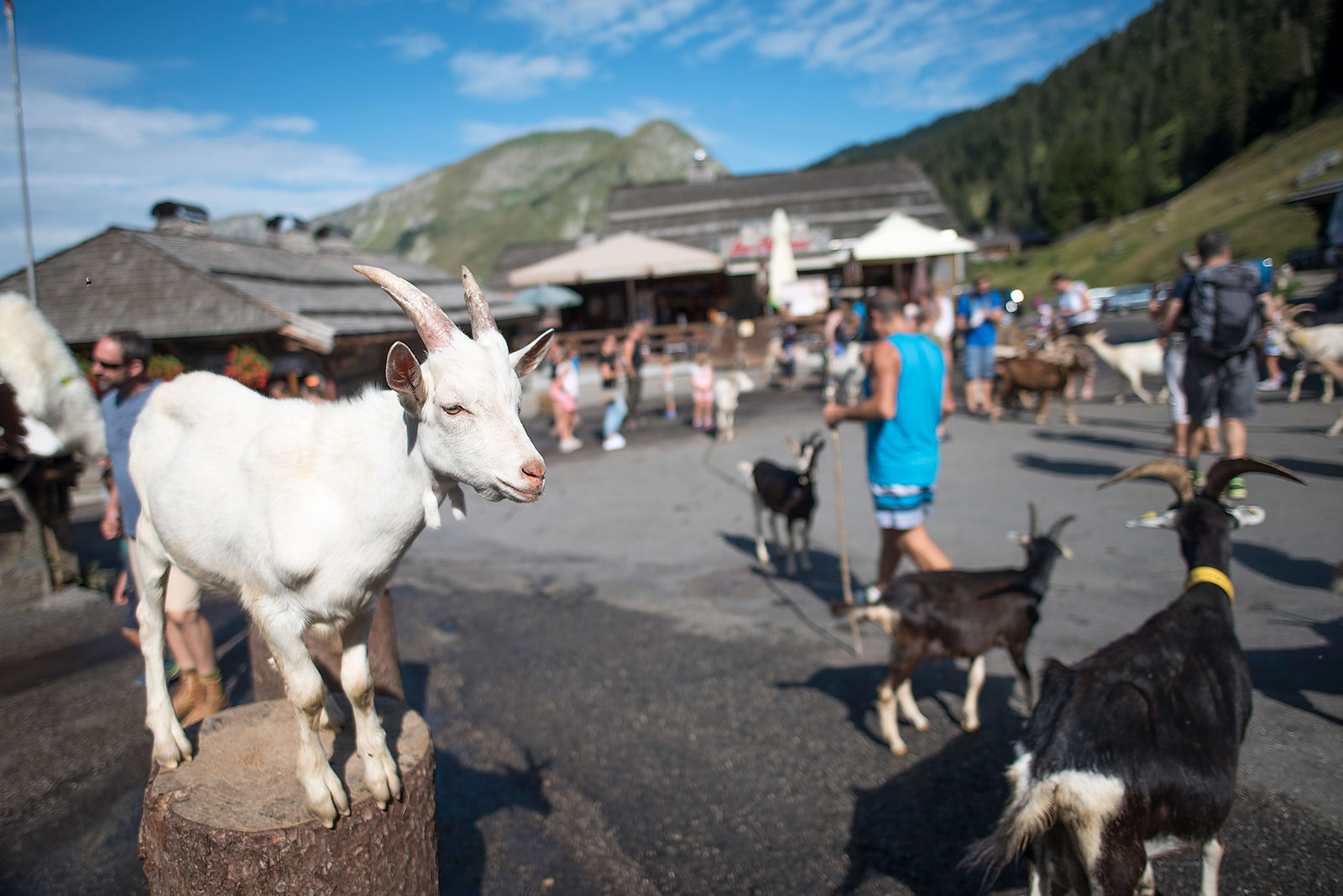 Lindarets, the goats village