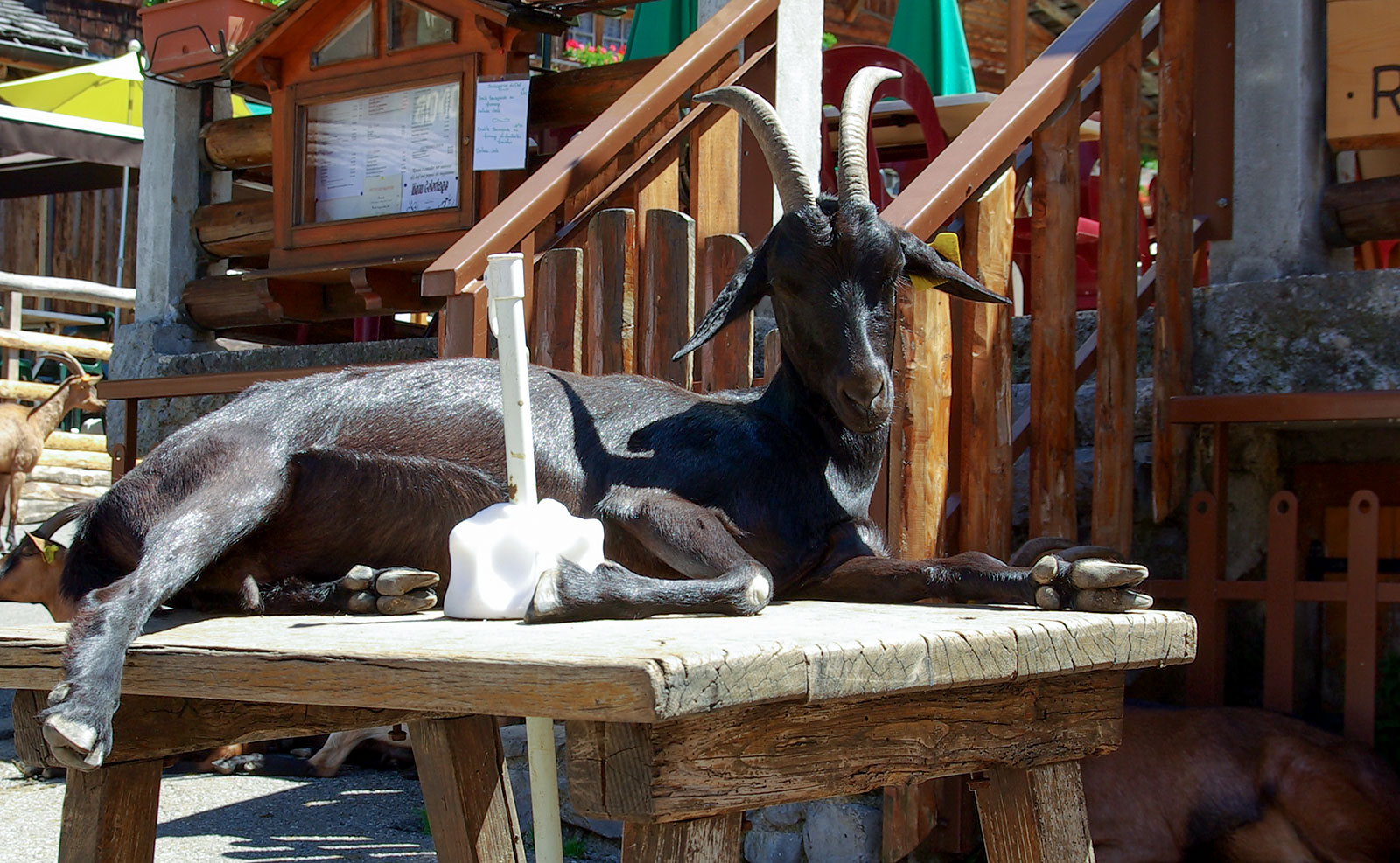 Lindarets, the goats village