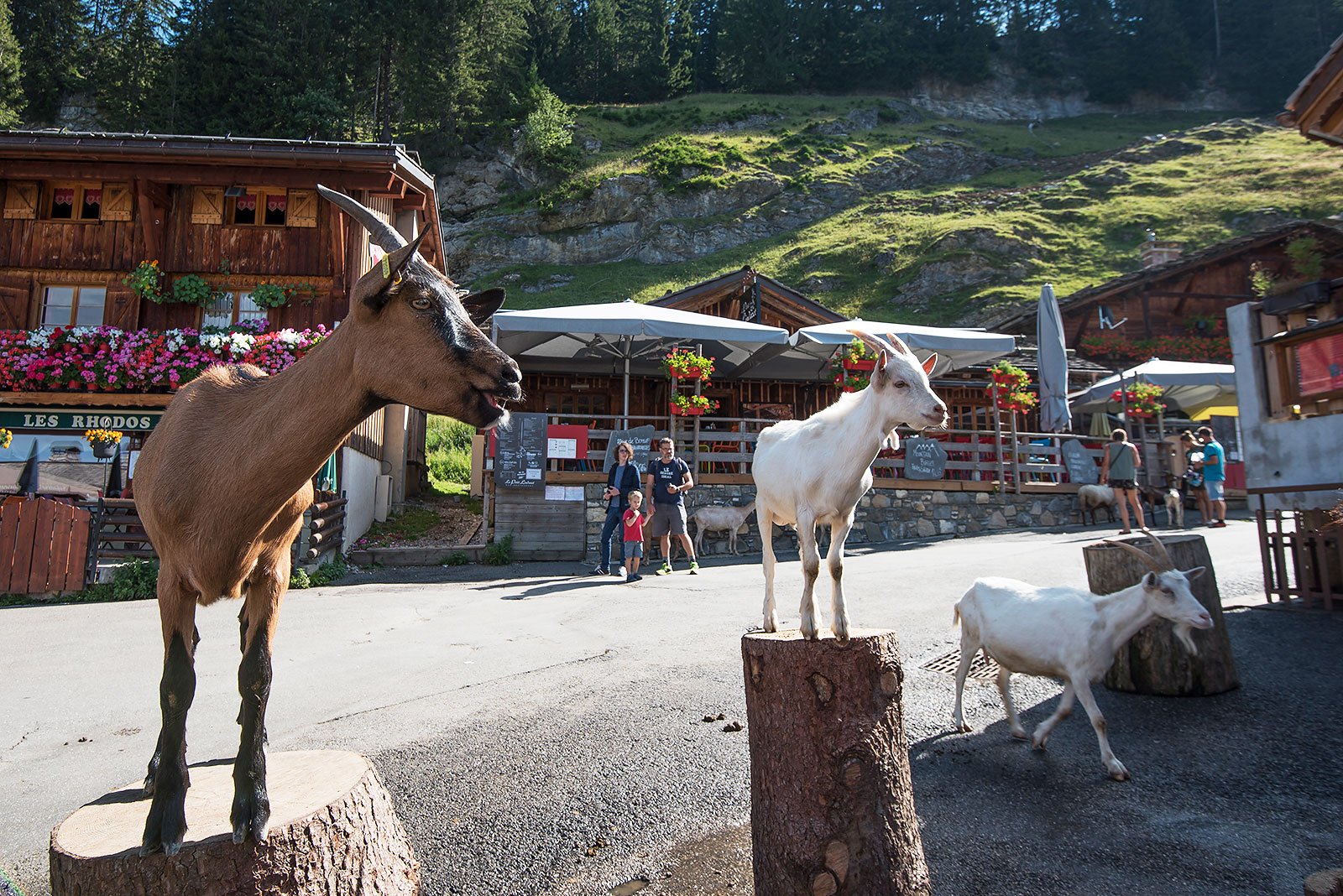 Lindarets, the goats village