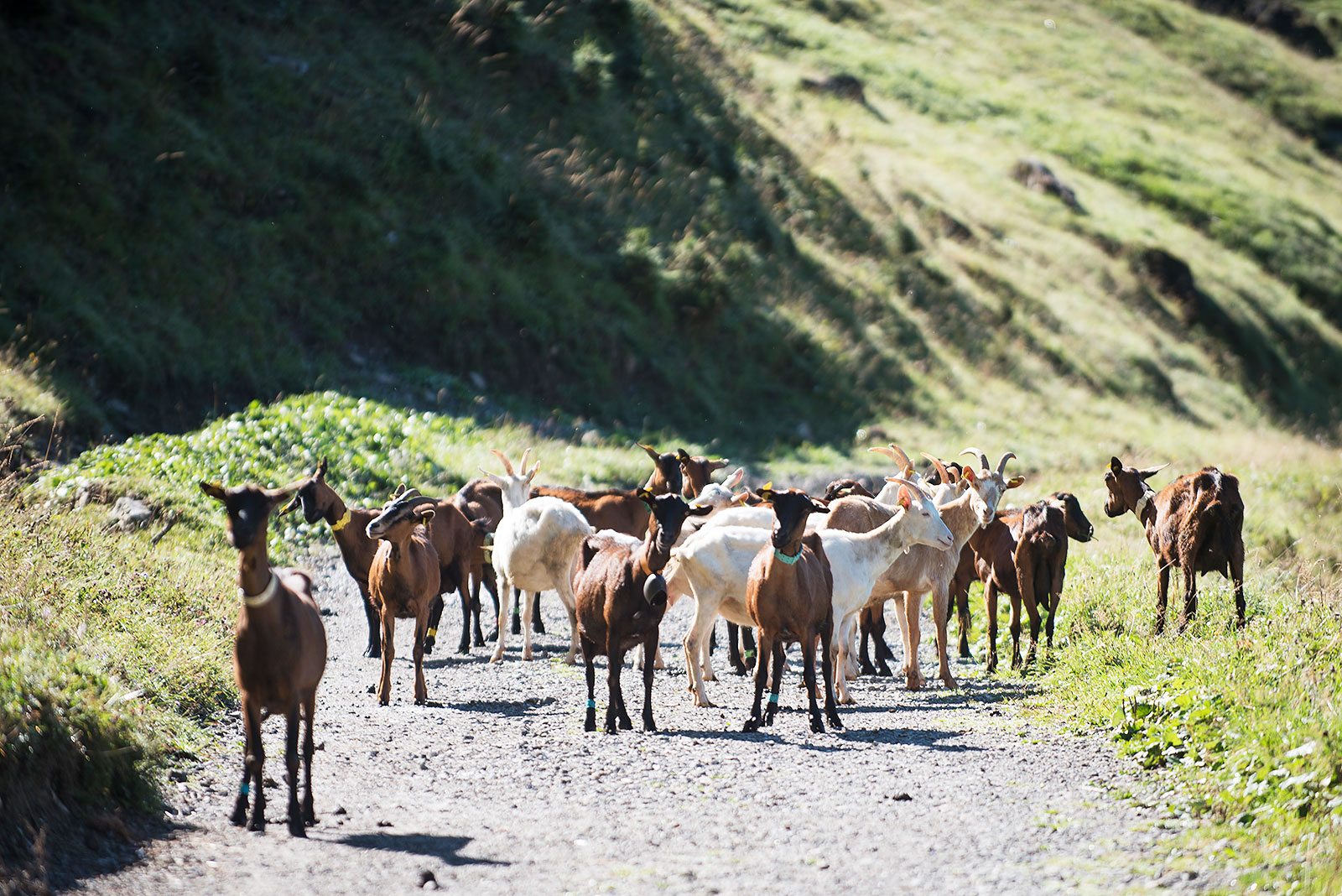 Lindarets, the goats village