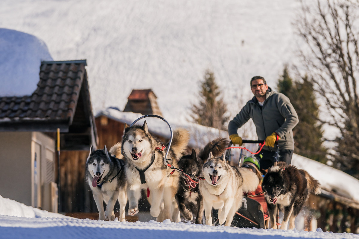 Baptème en chien de traineau