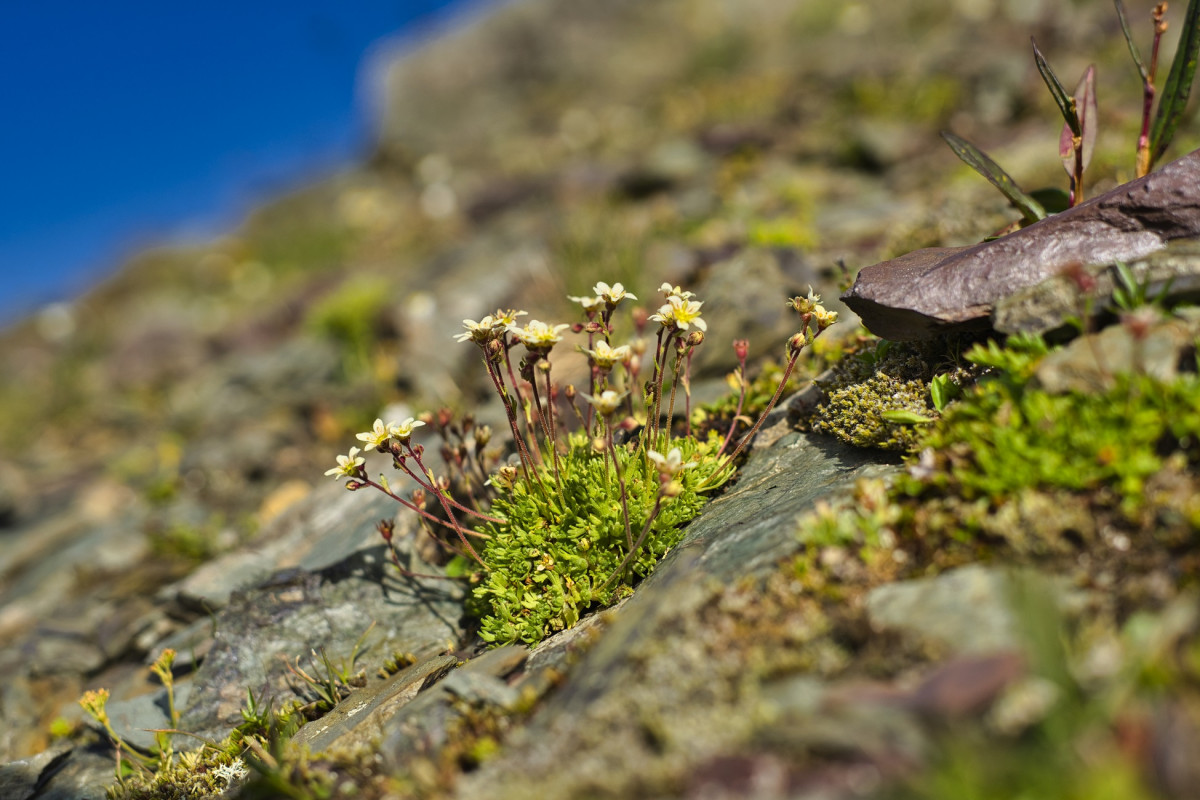 fleur de montagne