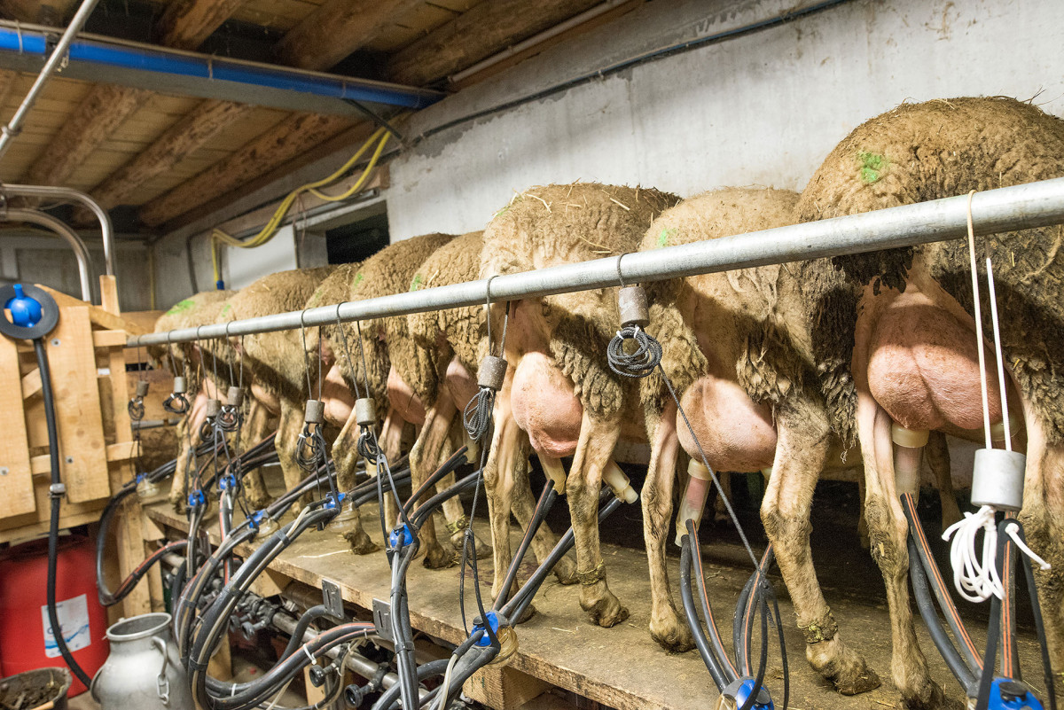 Visite à la bergerie, traite des moutons et fabrication du fromage