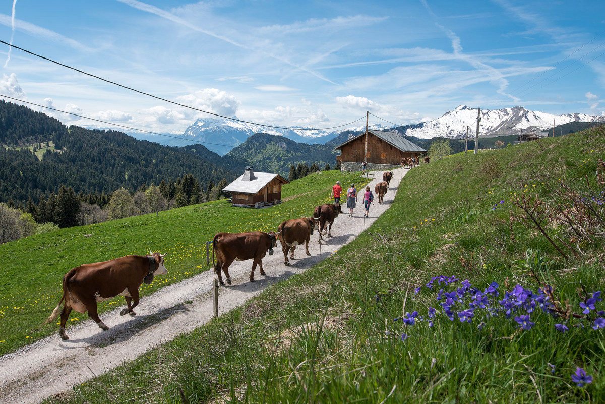 Les vaches de la Ferme du Caly à l'alpage de l'eau pour l'emmontagnée.