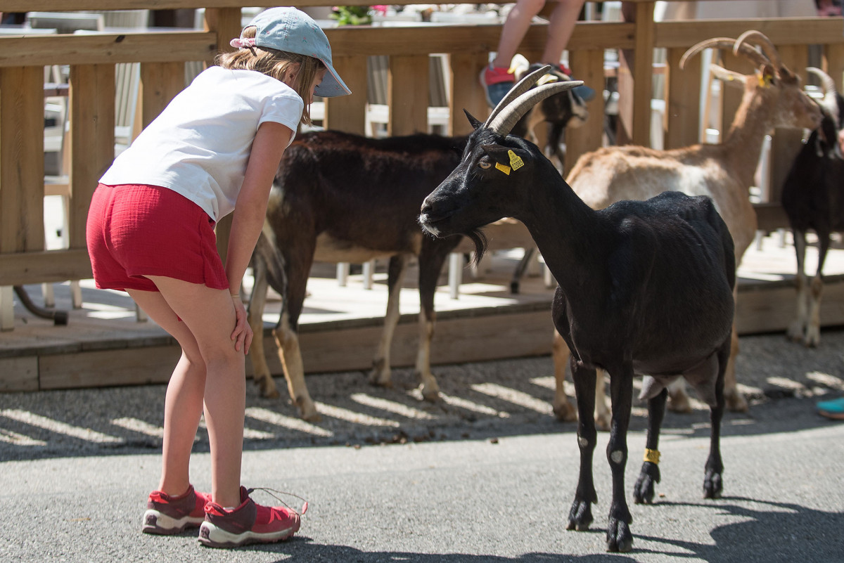 Fête de la Chèvre aux Lindarets, village des chèvres au coeur des Portes du Soleil.