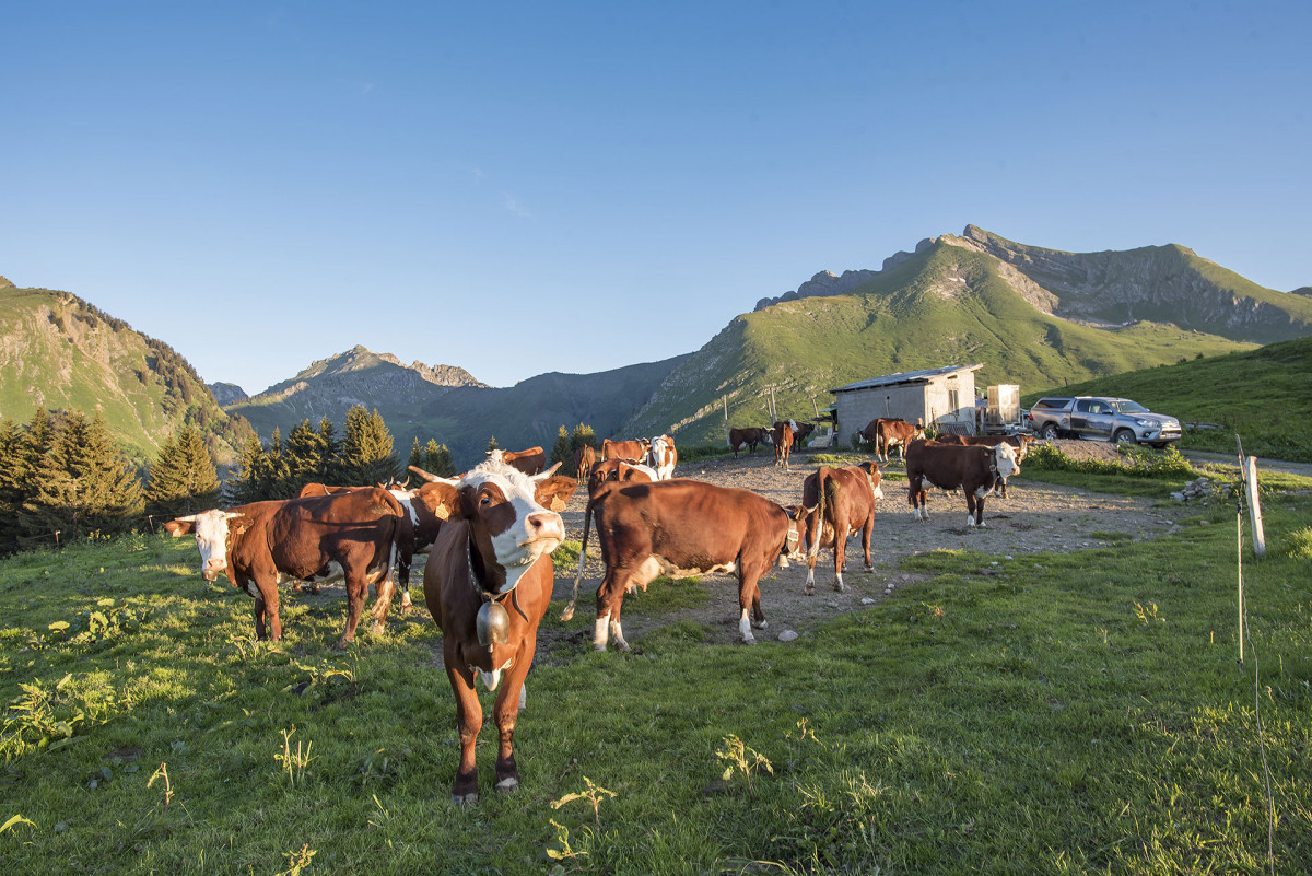 Vaches à l'alpage de l'Aup
