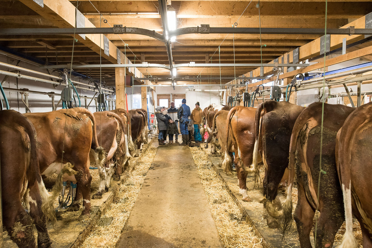 Au coeur de la ferme Au coeur de la ferme