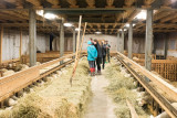 Visite à la bergerie, traite des moutons et fabrication du fromage