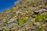 fleur de montagne