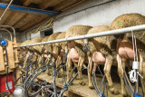 Visite à la bergerie, traite des moutons et fabrication du fromage