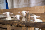 Visite à la bergerie, traite des moutons et fabrication du fromage