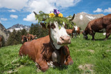 Les vaches de la Ferme du Caly à l'alpage de l'eau pour l'emmontagnée.