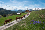 Les vaches de la Ferme du Caly à l'alpage de l'eau pour l'emmontagnée.