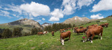 Les vaches de la Ferme du Caly à l'alpage de l'eau pour l'emmontagnée.