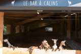 Bar à calin à St Jean d'Aulps