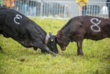 Lutte des vaches d'Hérens au Col du Corbier.