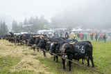 Lutte des vaches d'Hérens au Col du Corbier.