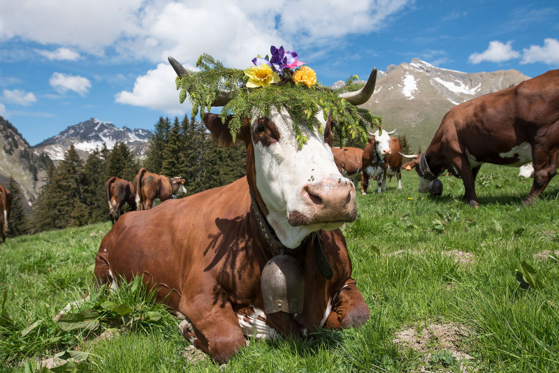 Les vaches de la Ferme du Caly à l'alpage de l'eau pour l'emmontagnée.