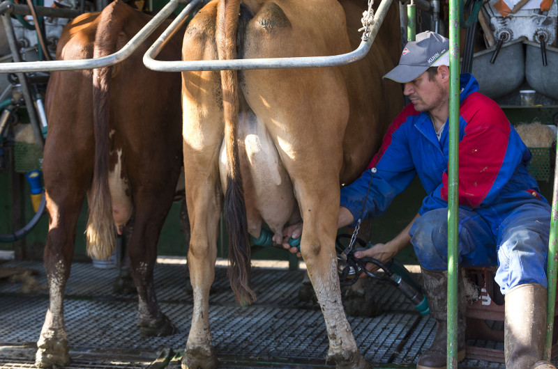 Traite des vaches