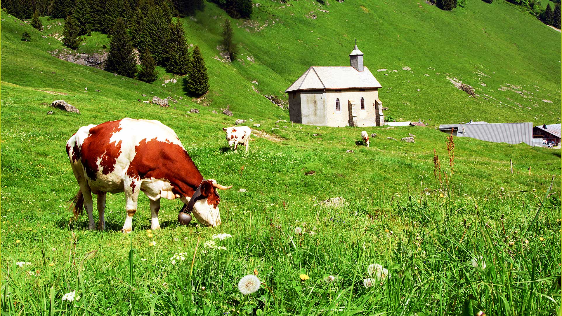 Vache d'Abondance et chapelle de Graydon