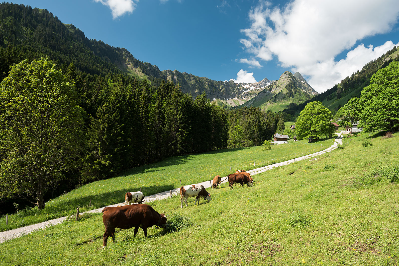 Vaches et alpage de Graydon